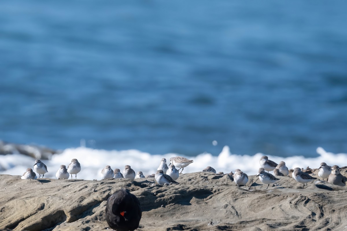 Шар түрүүт элсэг - ML647218770