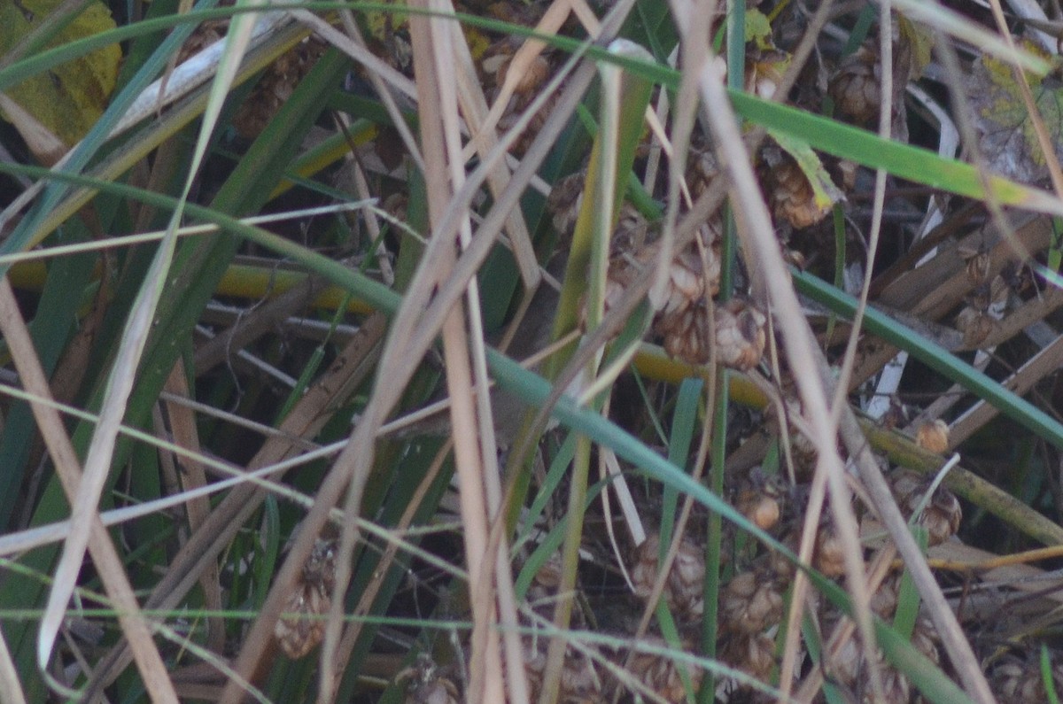 cettisanger - ML647218773