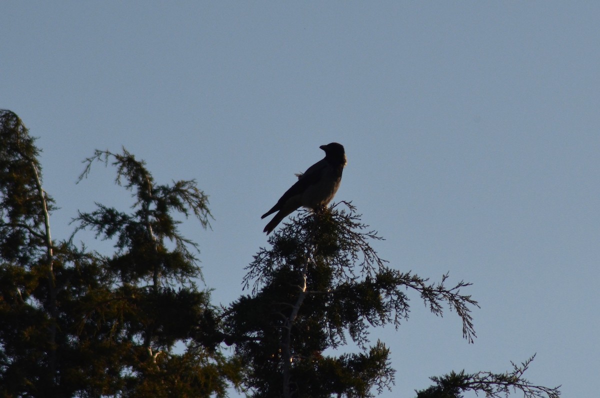 kråke - ML647218774