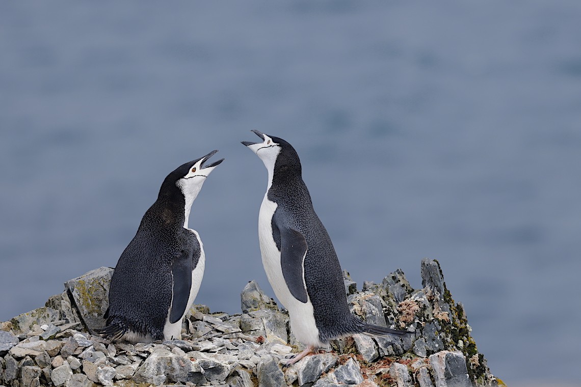 Chinstrap Penguin - ML647218777