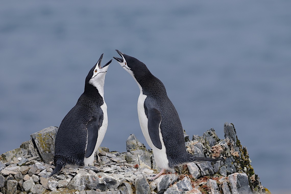 Chinstrap Penguin - ML647218778
