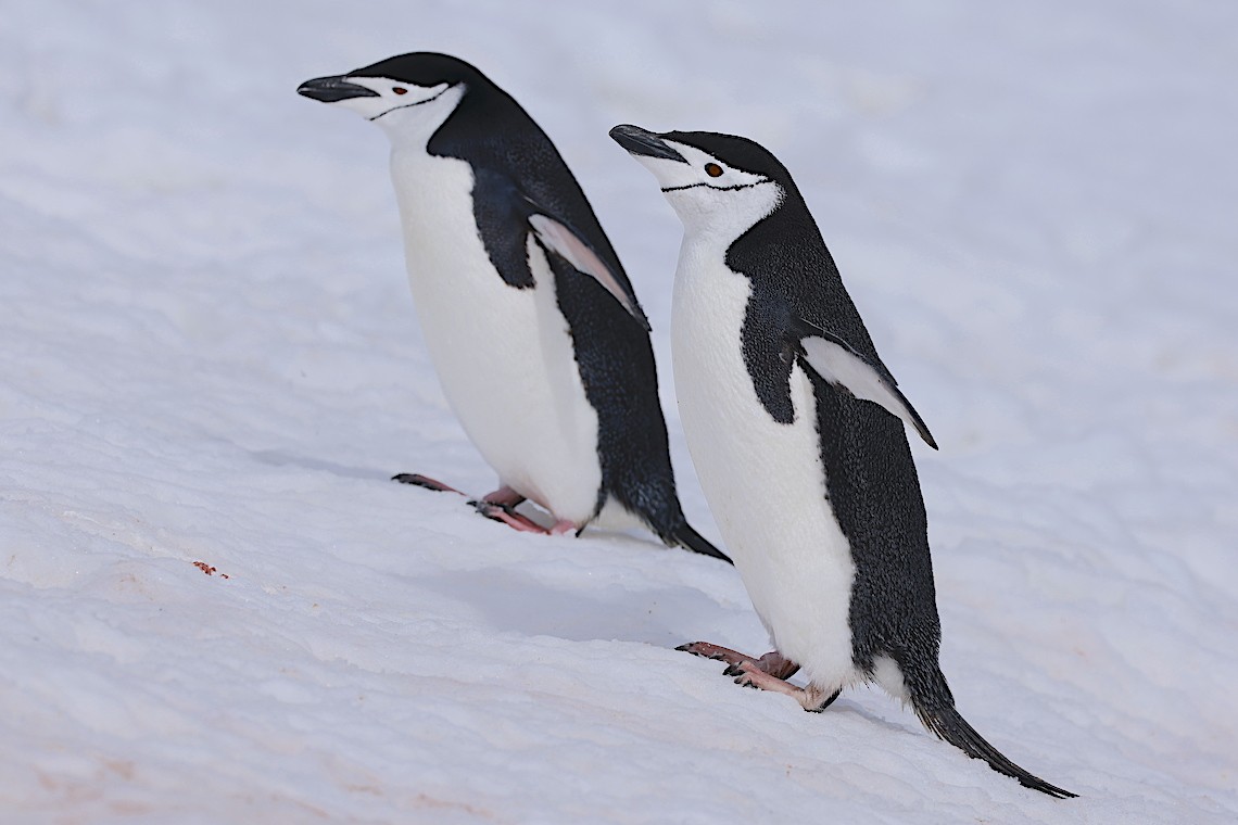 Chinstrap Penguin - ML647218779