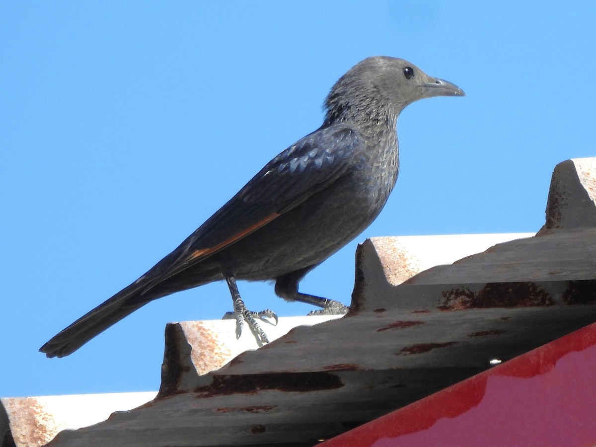 Tristram's Starling - ML647218781