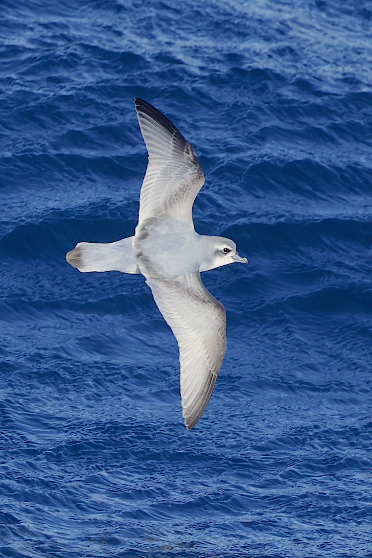 Antarctic Prion - ML647218782