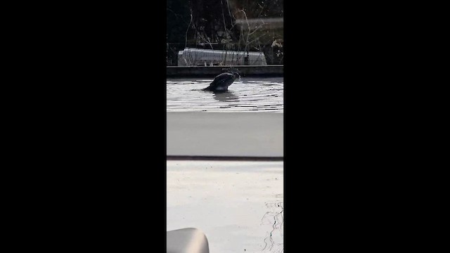 Яструб малий - ML647218788