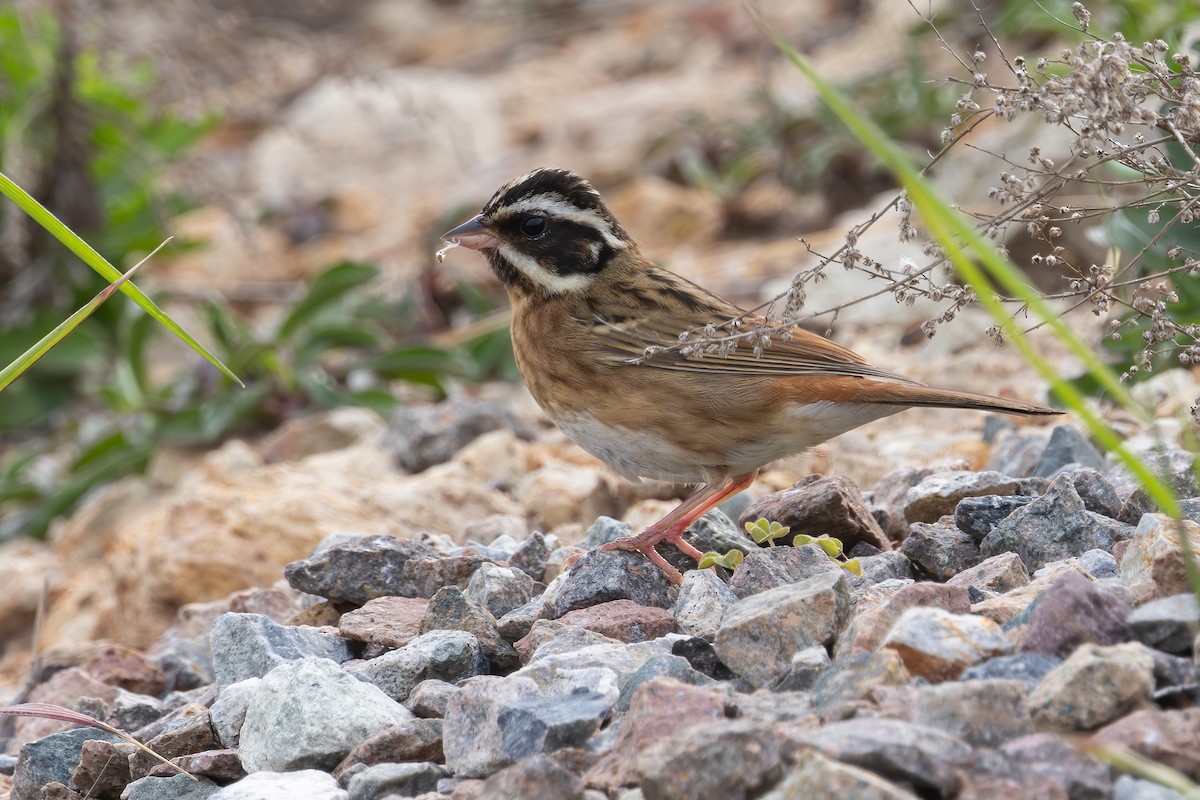 白眉鵐 - ML647218804