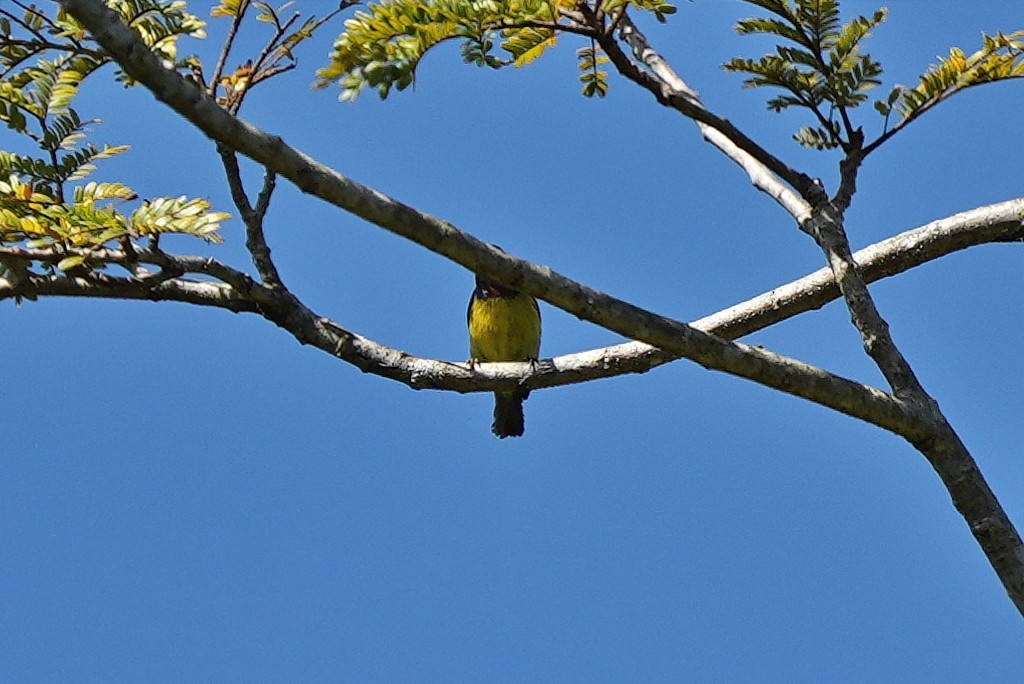 Brown-throated Sunbird - ML647218805