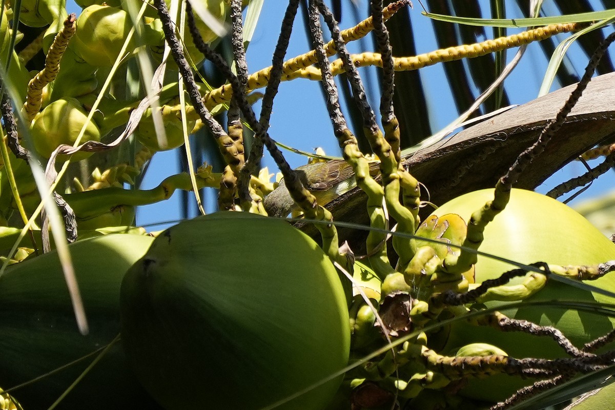 Brown-throated Sunbird - ML647218806