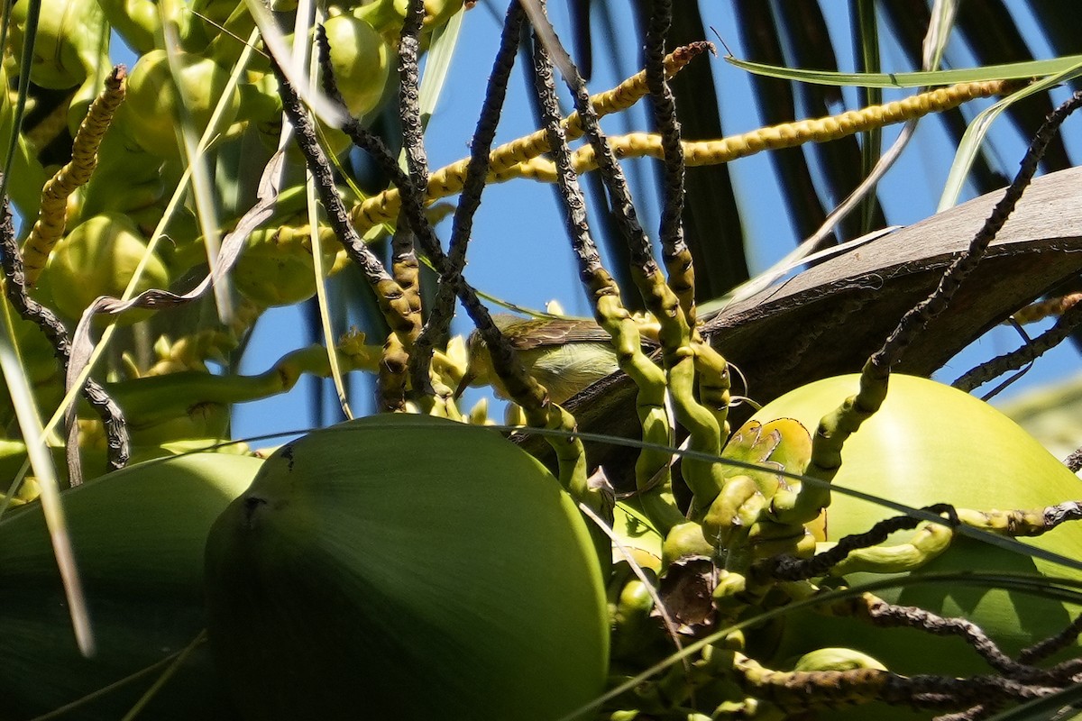 Brown-throated Sunbird - ML647218807