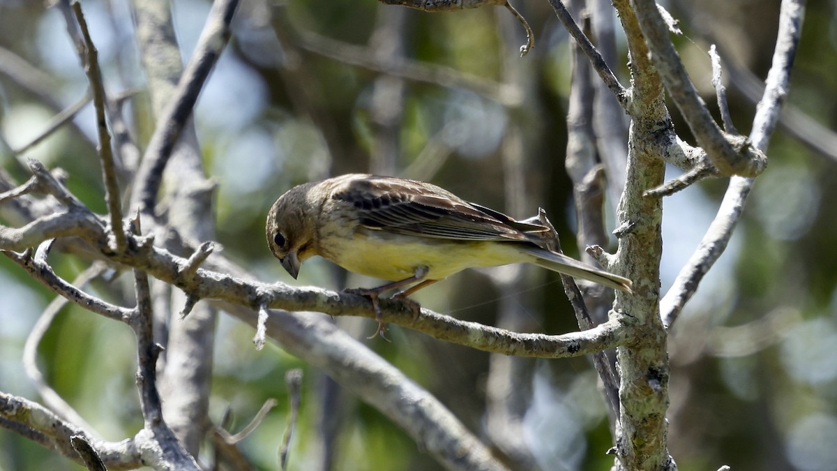 Grassland Yellow-Finch - ML647218808