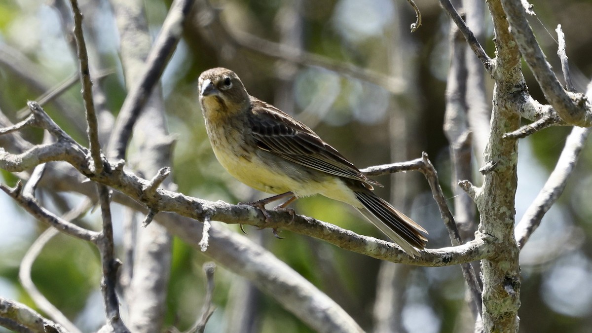 Grassland Yellow-Finch - ML647218809
