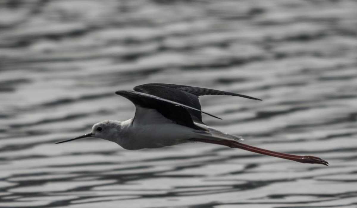 高蹺鴴 - ML647218810