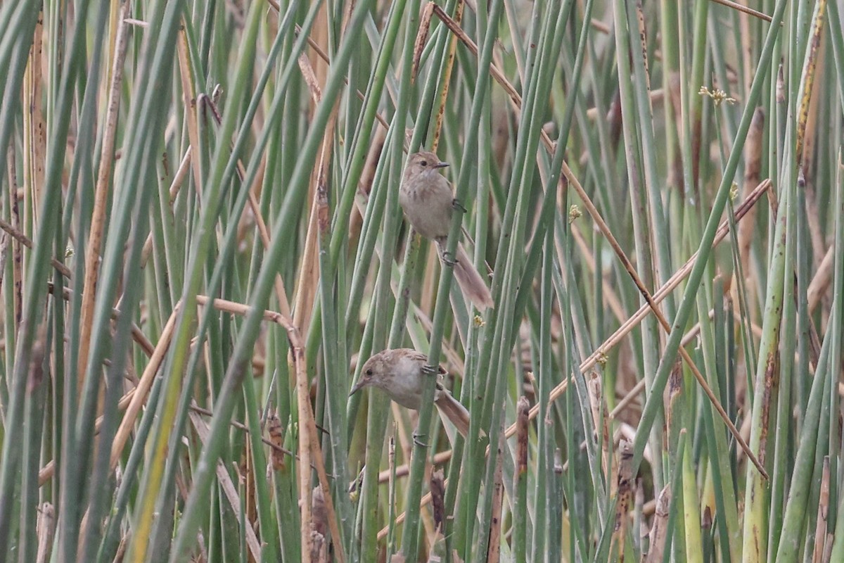 Madagascar Swamp Warbler - ML647218811