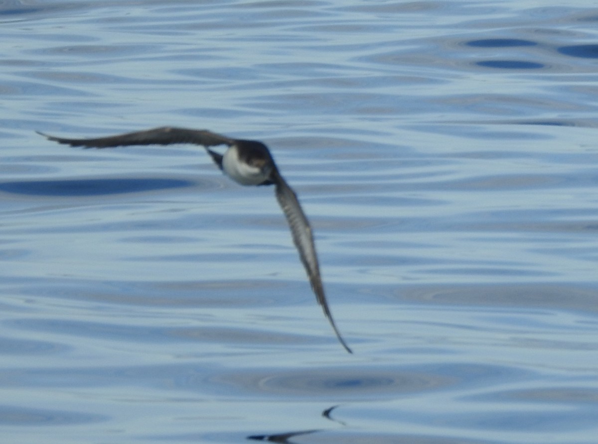 Yelkouan Shearwater - ML647218812