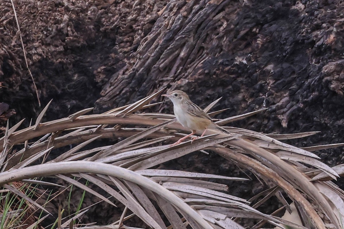 Madagascar Cisticola - ML647218813