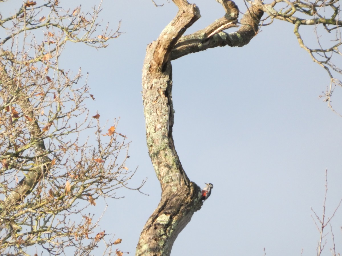 Great Spotted Woodpecker - ML647218815