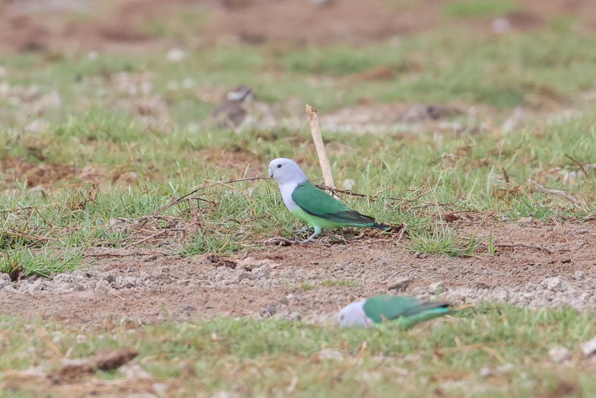 Gray-headed Lovebird - ML647218816