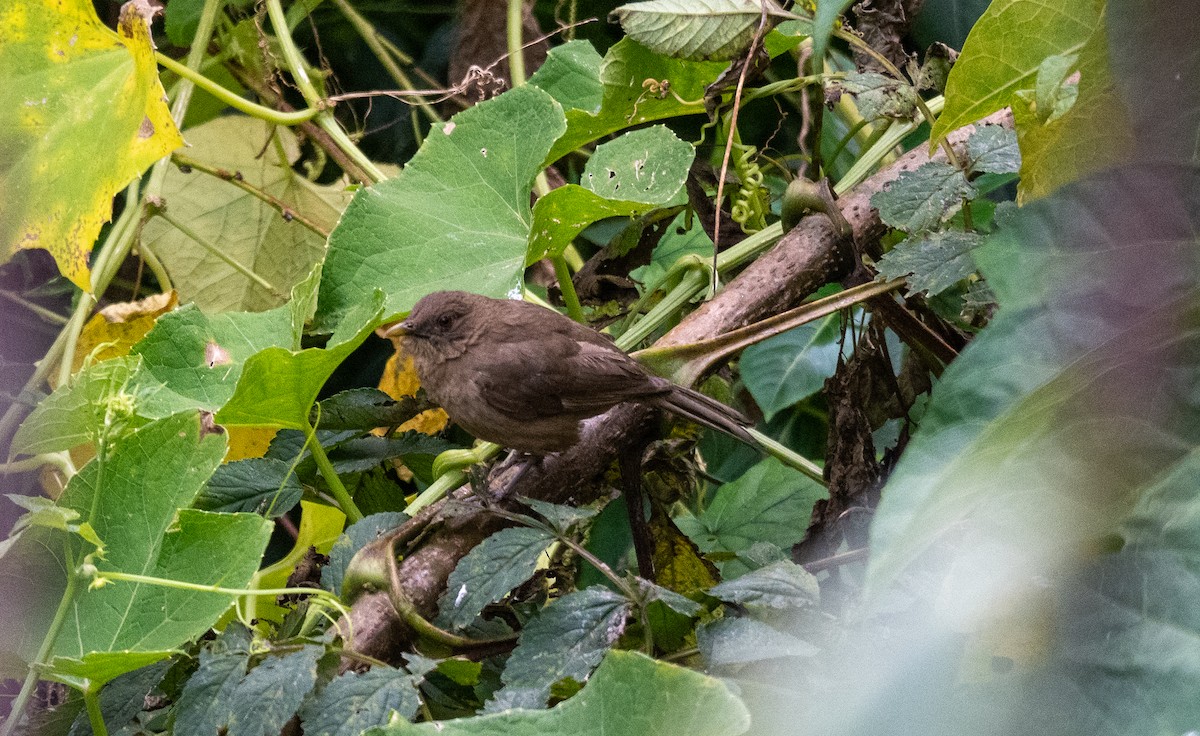Mountain Thrush - ML647218817