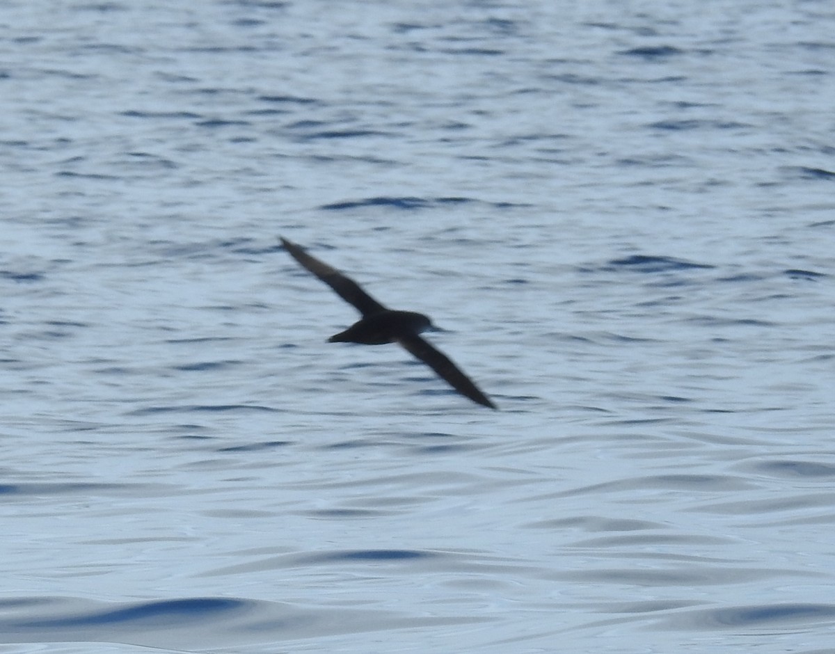 Balearic Shearwater - ML647218818