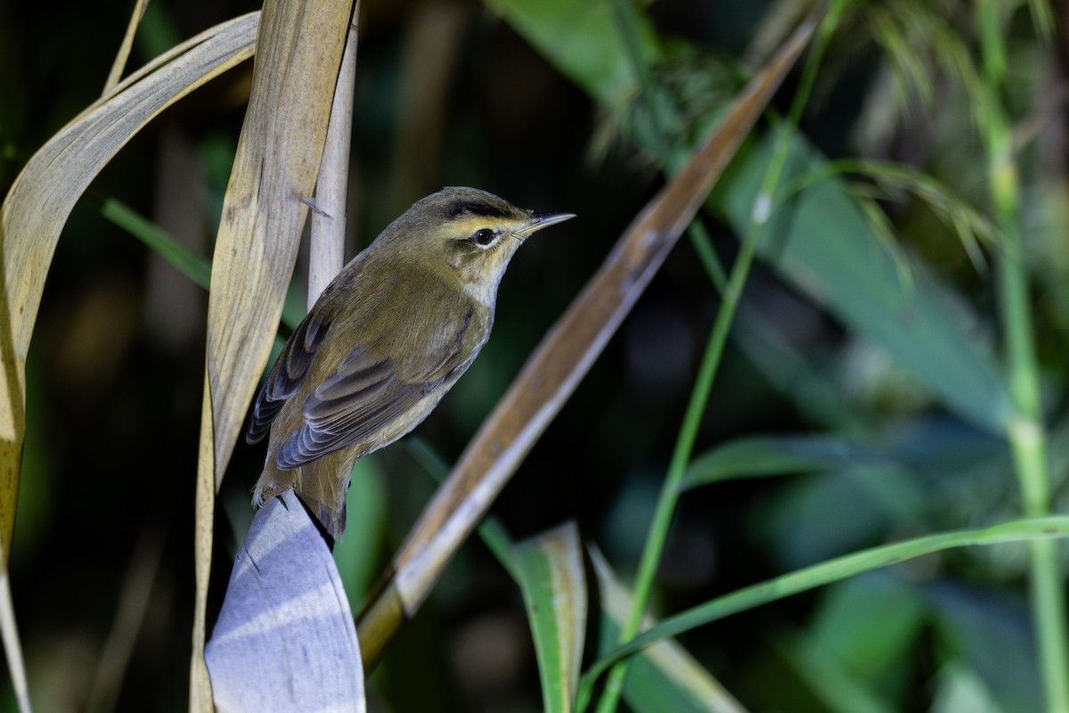 雙眉葦鶯 - ML647218819