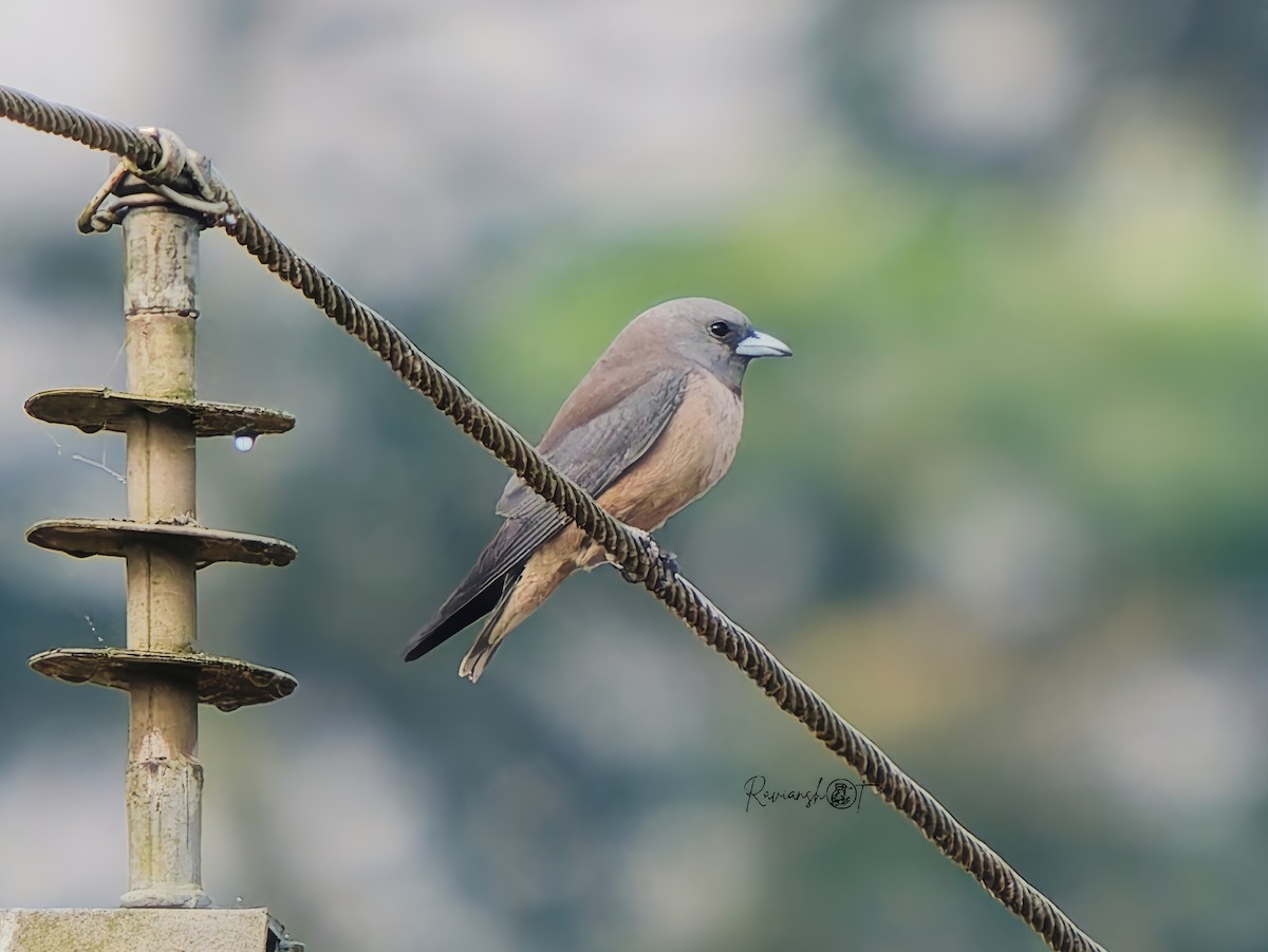 Ashy Woodswallow - ML647218820