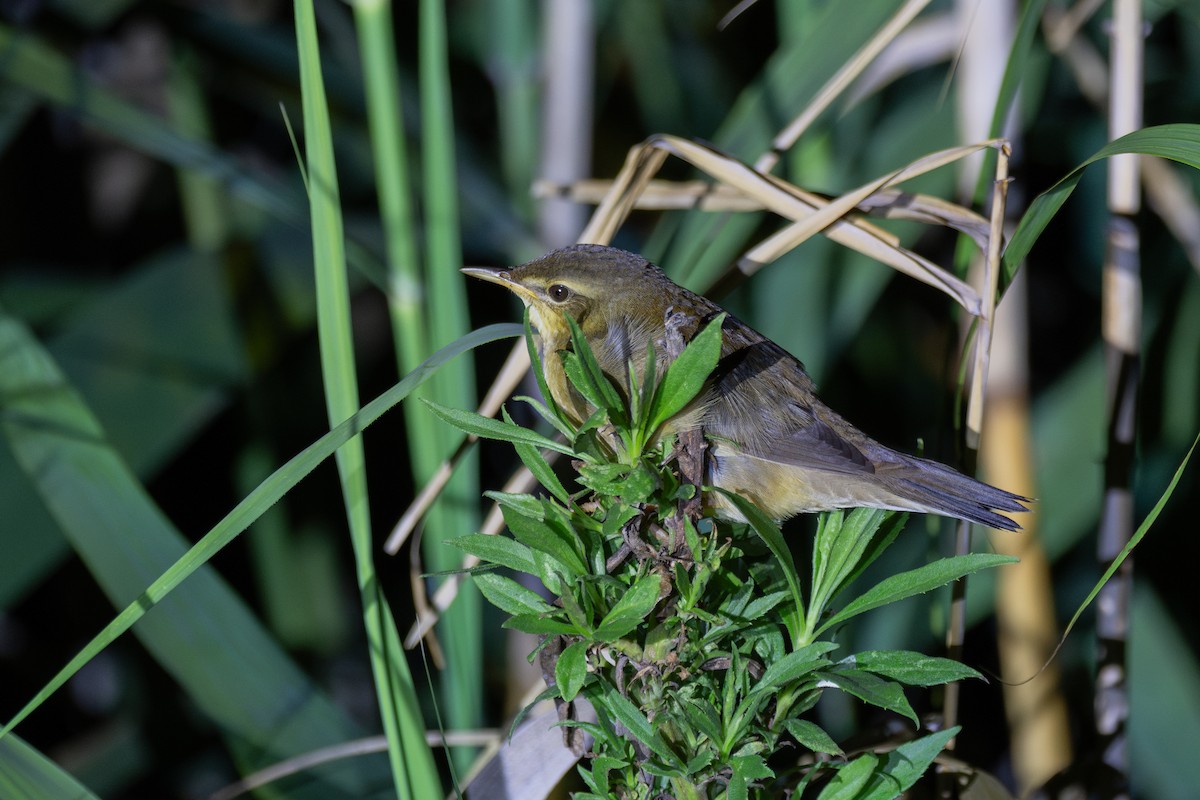 北蝗鶯 - ML647218821