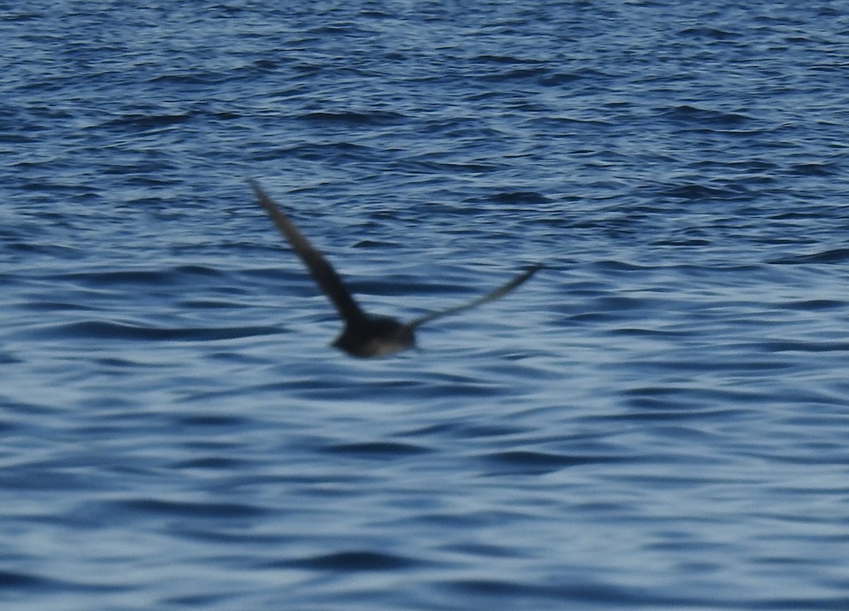 Balearic Shearwater - ML647218822