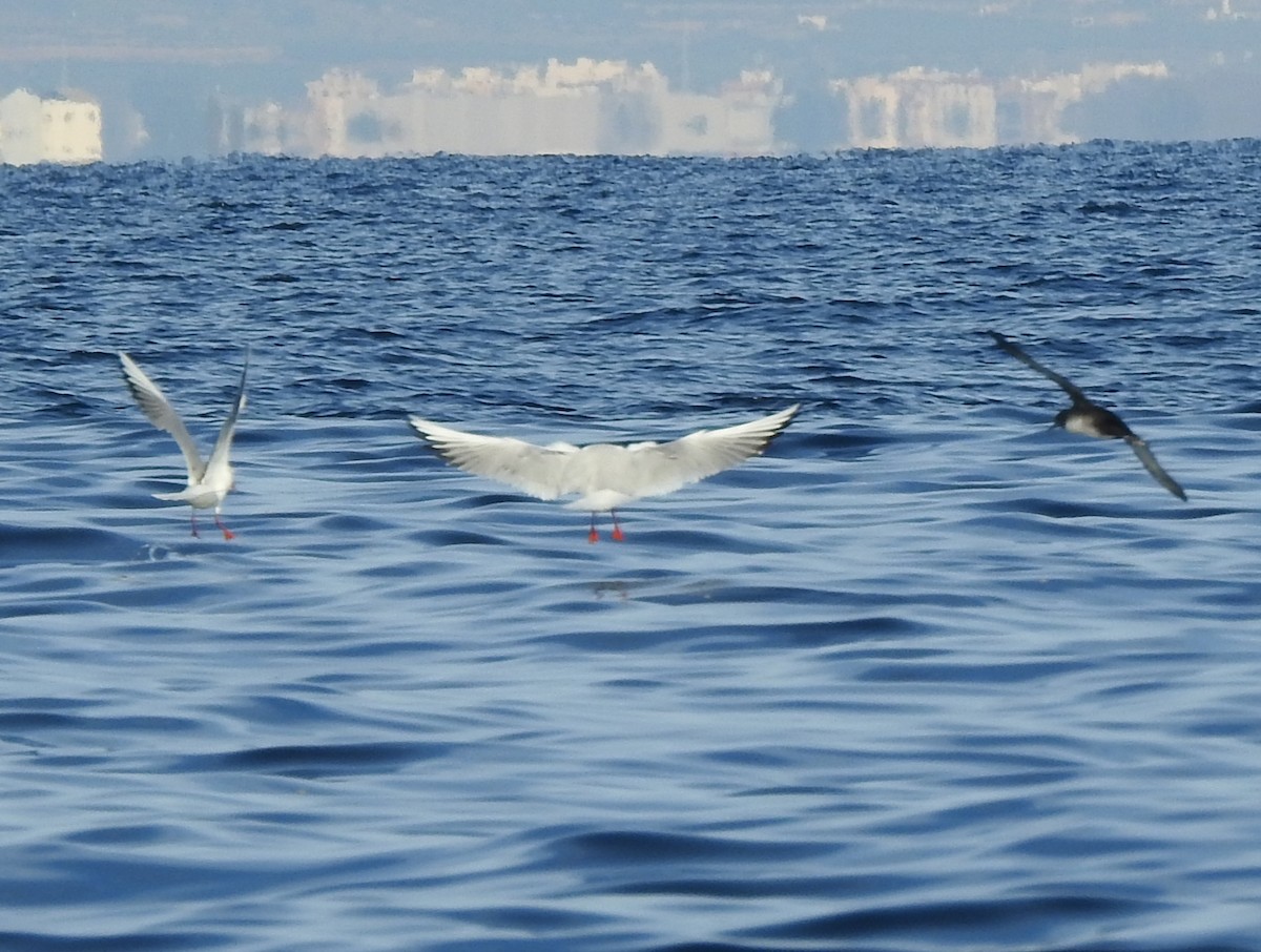 Balearic Shearwater - ML647218823