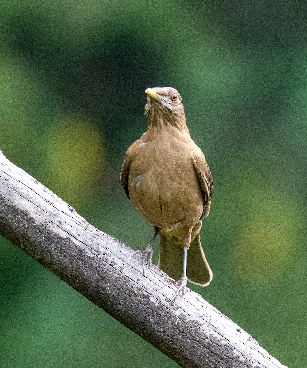 Clay-colored Thrush - ML647218824