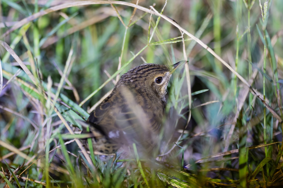 矛斑蝗鶯 - ML647218825