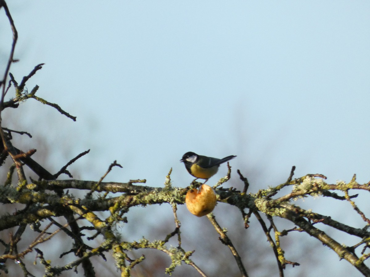 Great Tit - ML647218826