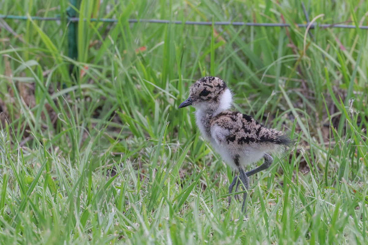 Blacksmith Lapwing - ML647218827