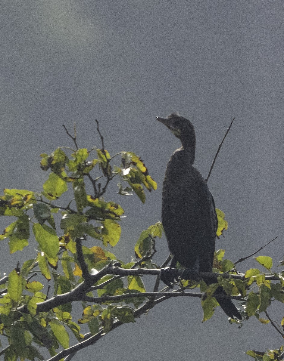 Little Cormorant - ML647218828