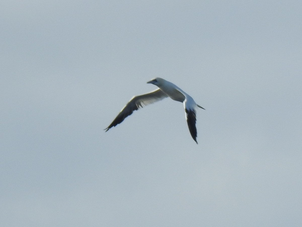 Northern Gannet - ML647218832