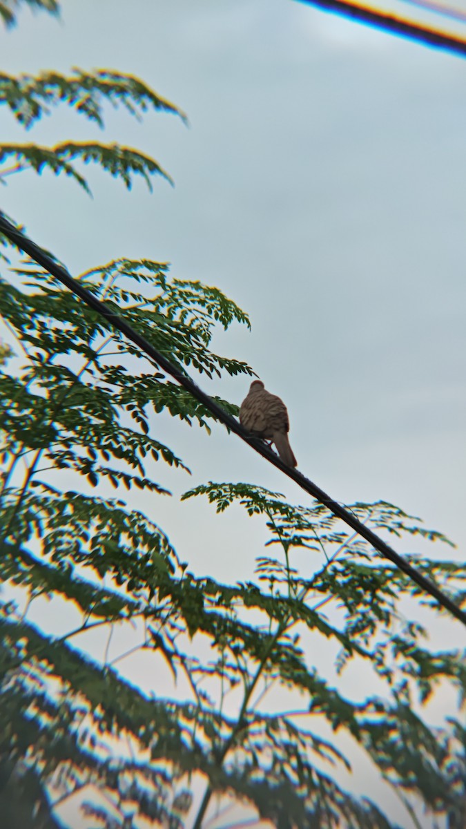 斑馬鳩 - ML647218833