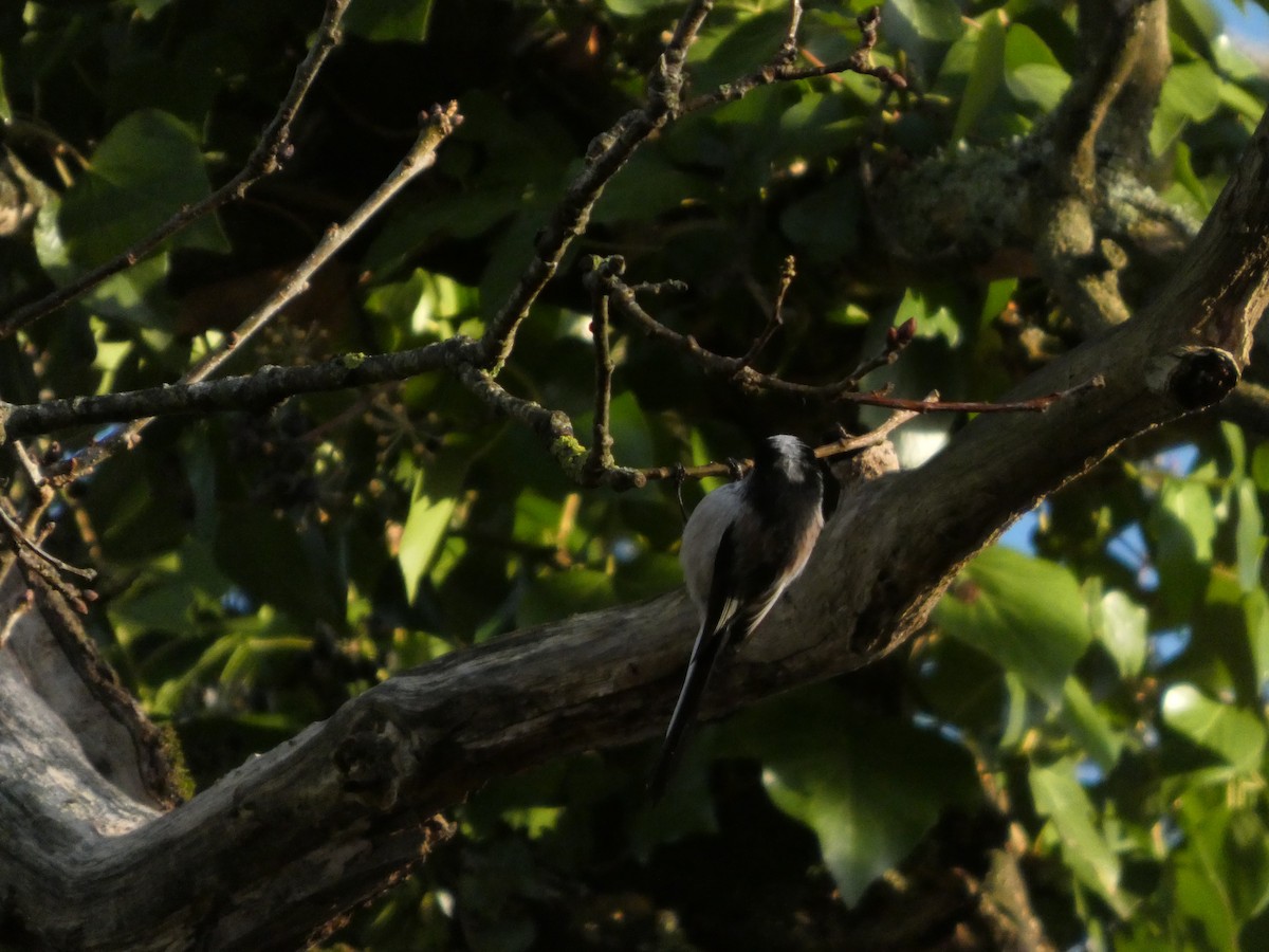 Long-tailed Tit - ML647218834