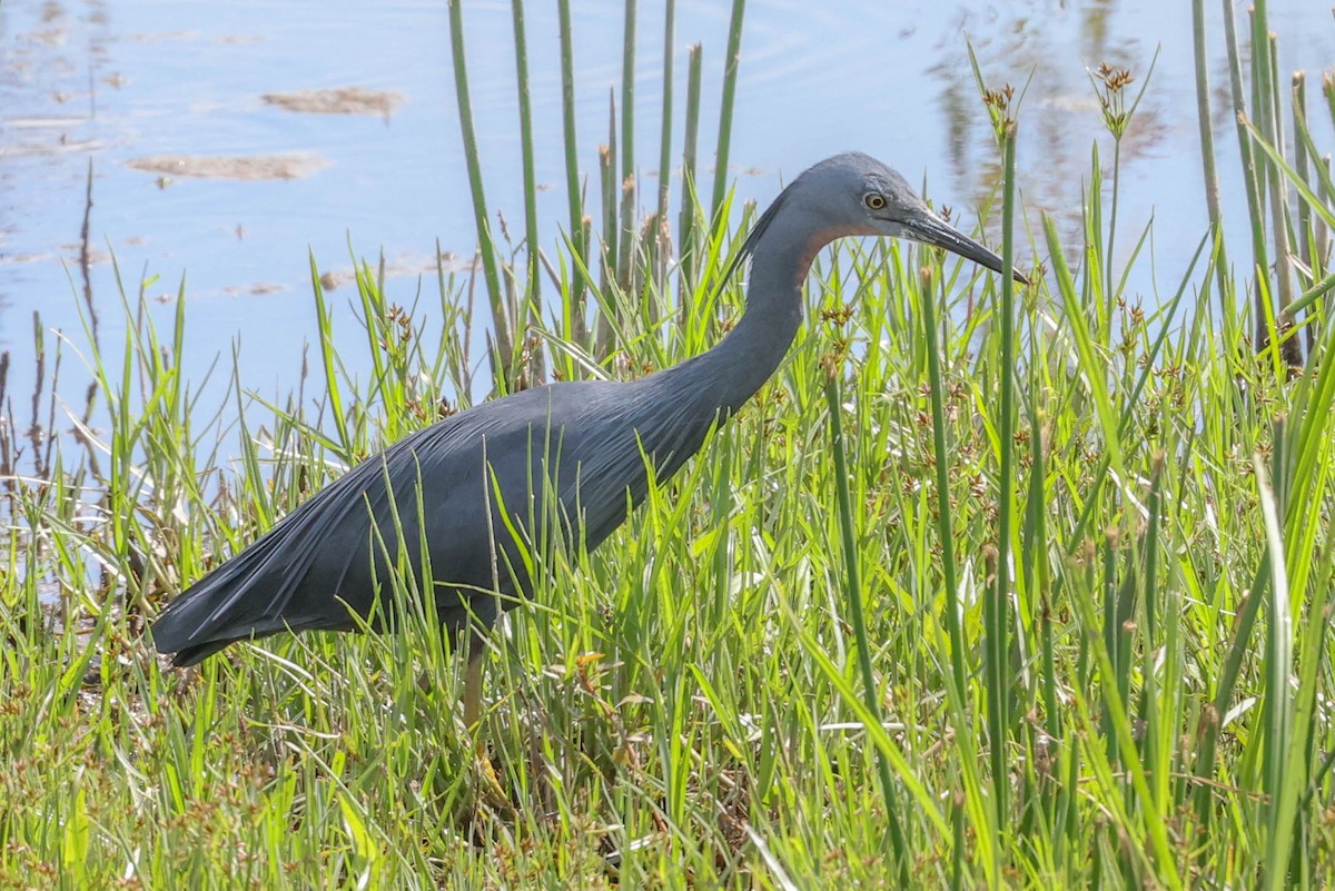 Aigrette vineuse - ML647218835