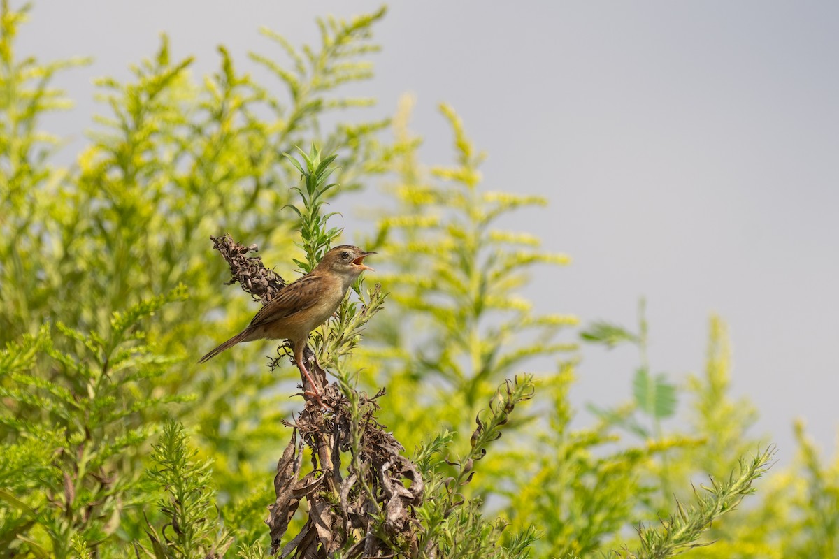 棕扇尾鶯 - ML647218836