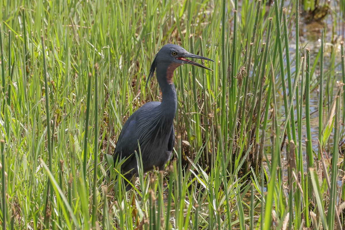 Aigrette vineuse - ML647218837