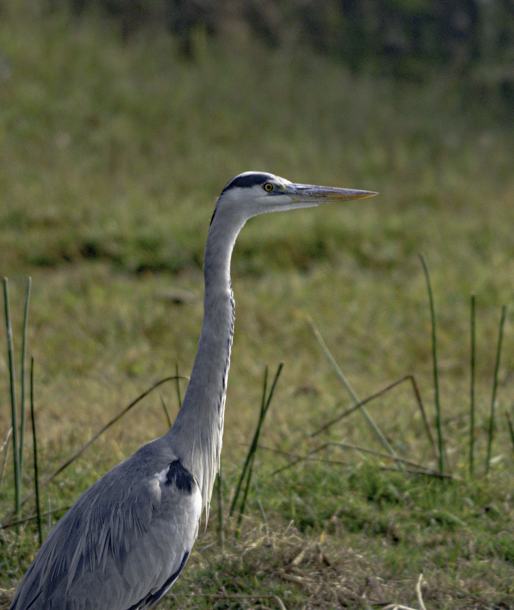 Хөх дэглий - ML647218843