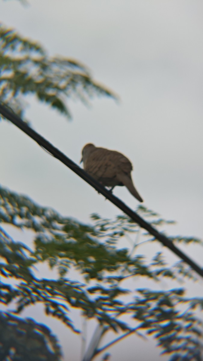 Zebra Dove - ML647218847