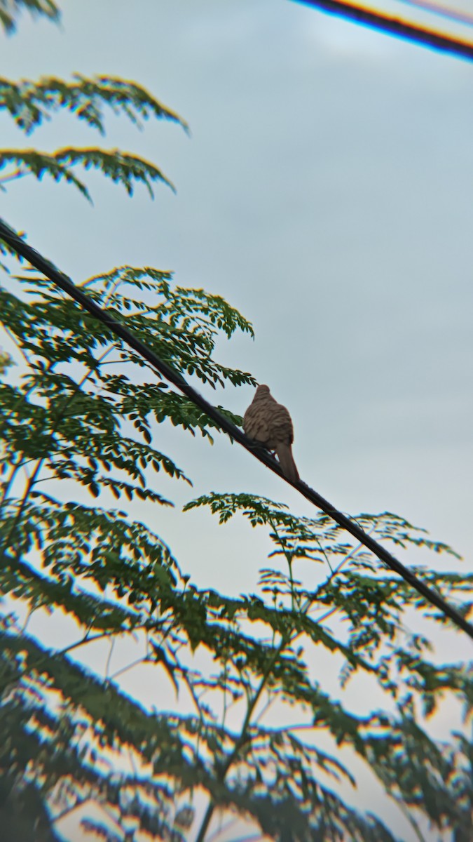 Zebra Dove - ML647218848