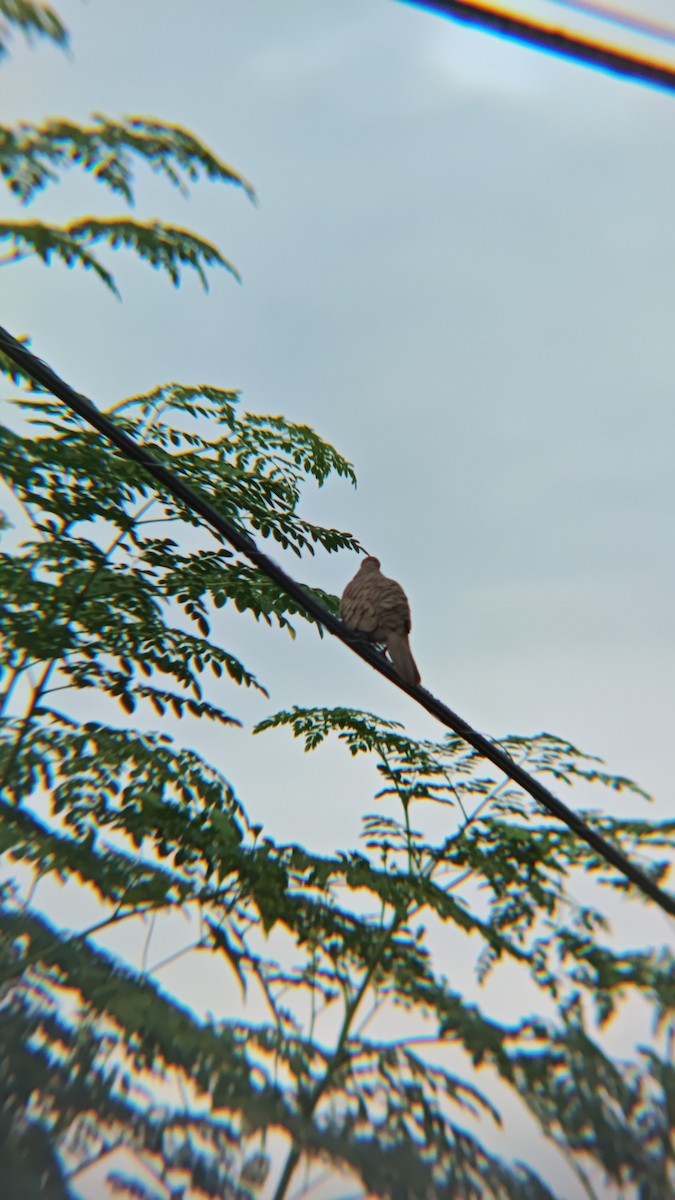 Zebra Dove - ML647218849