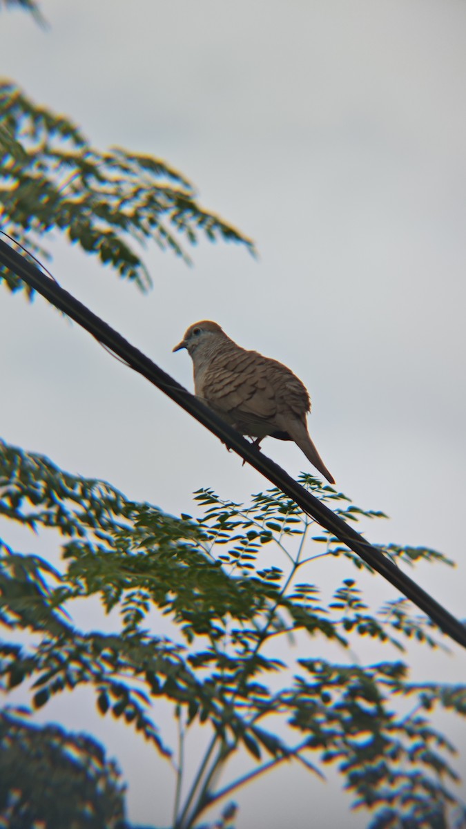 Zebra Dove - ML647218850
