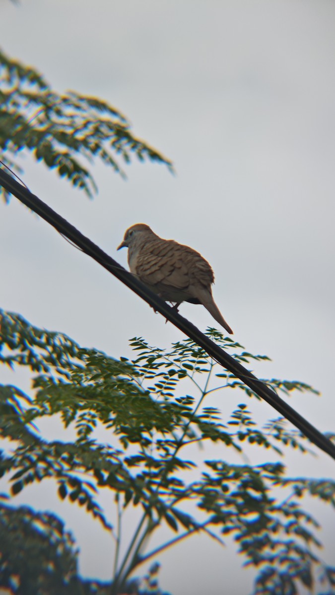 Zebra Dove - ML647218851