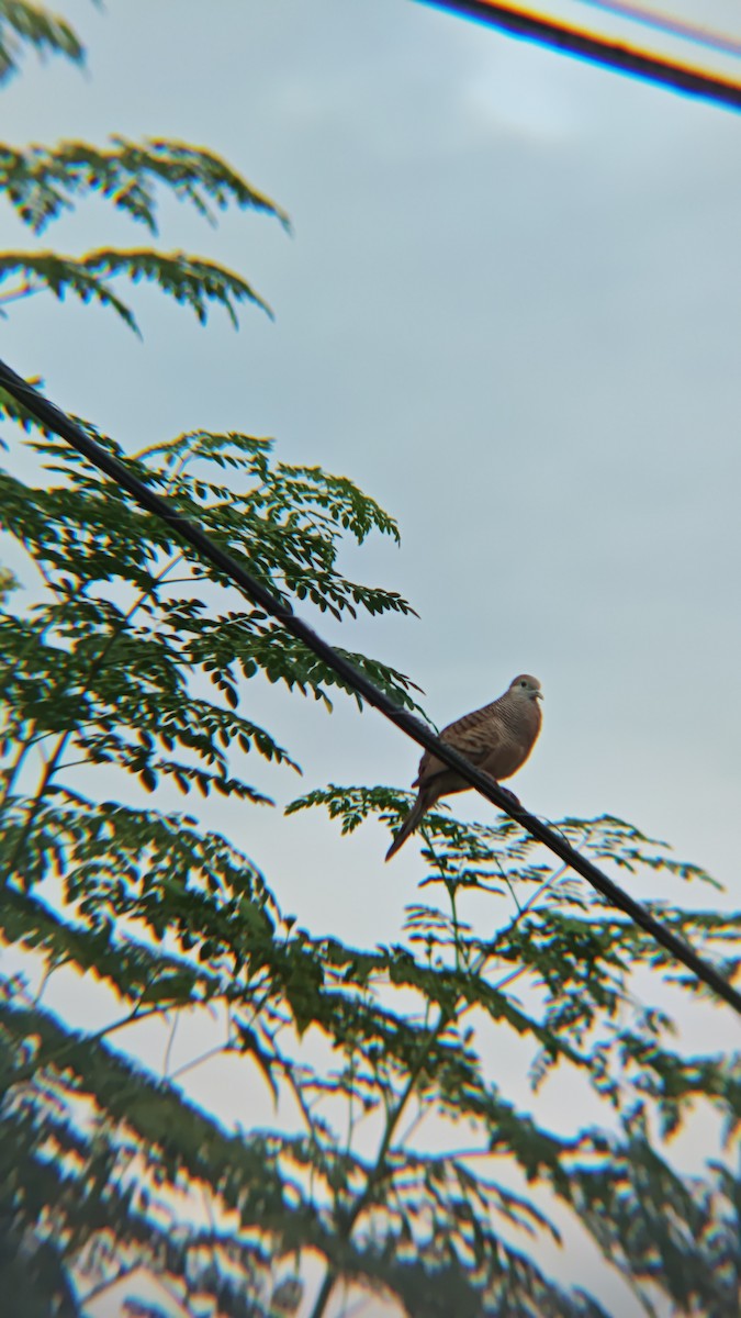 Zebra Dove - ML647218852