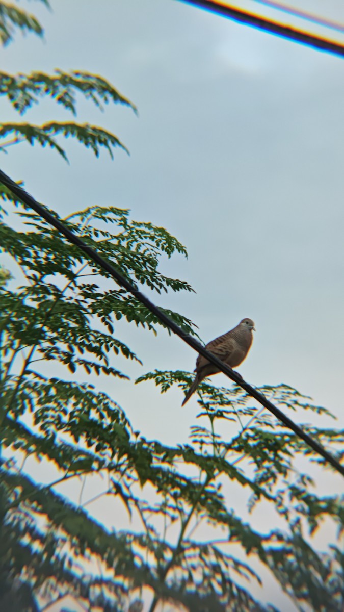 Zebra Dove - ML647218853