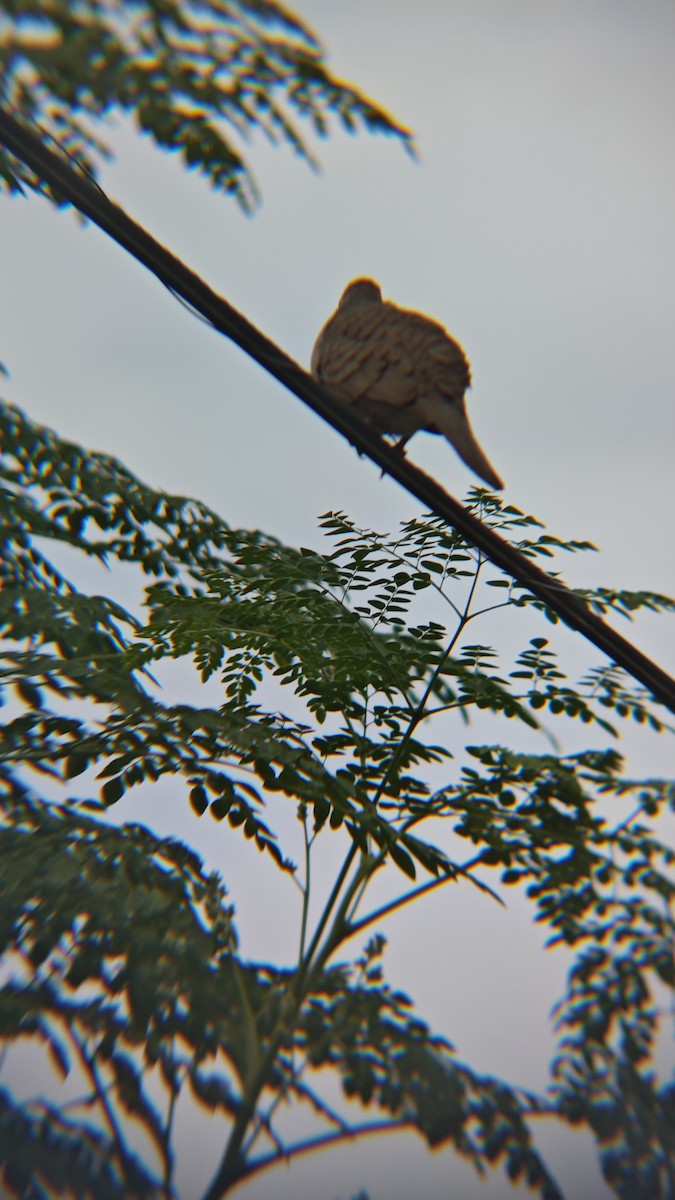 Zebra Dove - ML647218855