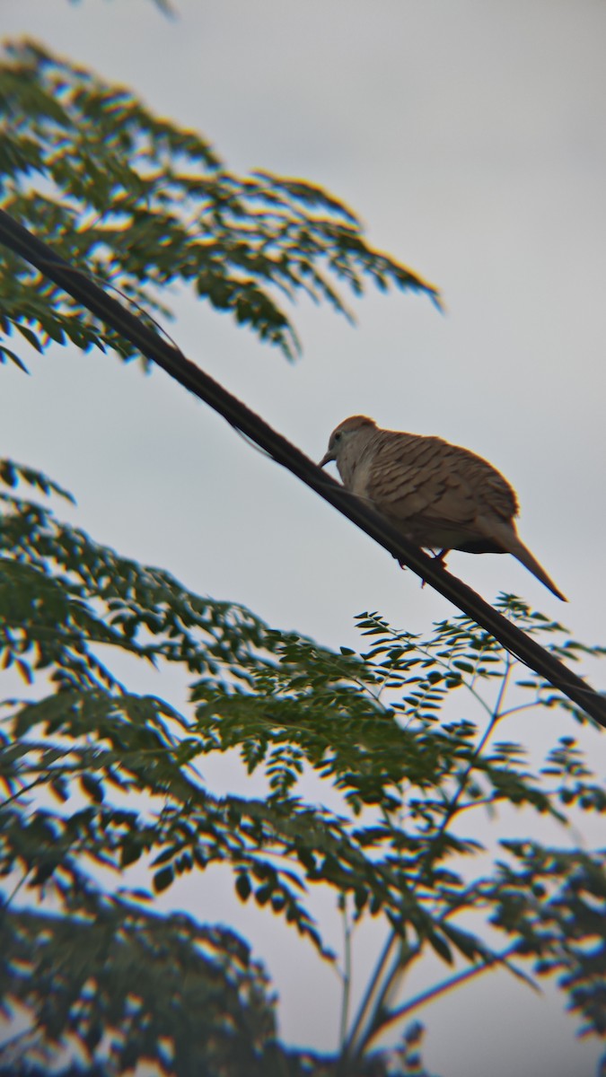 Zebra Dove - ML647218856