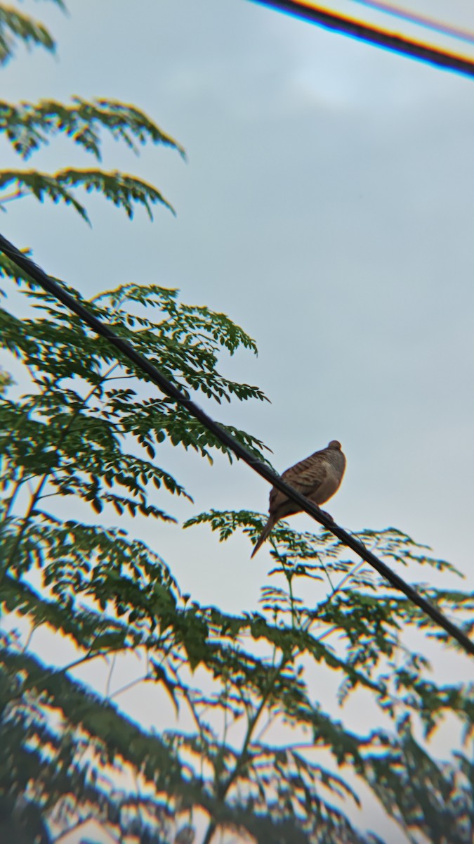 Zebra Dove - ML647218857